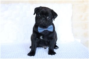 Peter - Pug for sale
