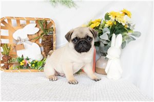 Jack - Pug for sale