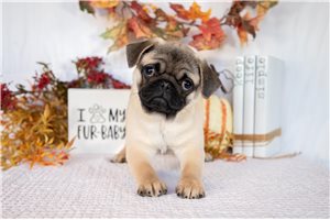 Manny - Pug for sale