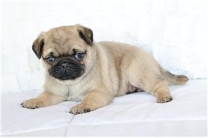 Kelly - Pug for sale