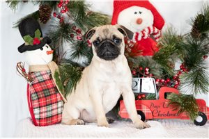 Amelia - Pug for sale