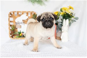 Titan - puppy for sale