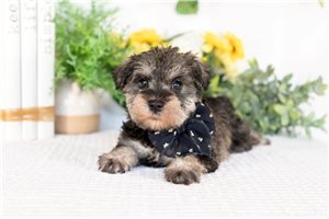 Mela - Schnauzer, Miniature for sale