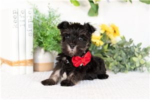 Stacey - Schnauzer, Miniature for sale