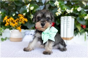 Julie - Miniature Schnauzer for sale