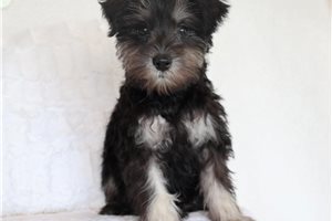Umbrielle - puppy for sale