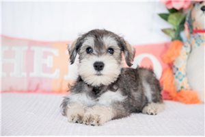 Kobe - puppy for sale