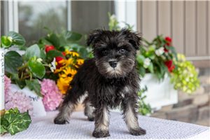 Stacey - Schnauzer, Miniature for sale