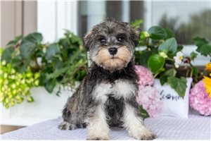 Mela - Schnauzer, Miniature for sale