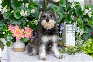 Mela - Miniature Schnauzer for sale