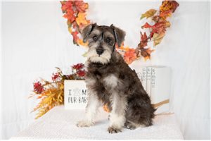 Kiwi - Schnauzer, Miniature for sale