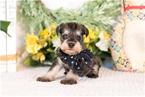 Julie - puppy for sale