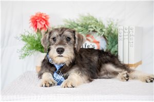 Kodiak - puppy for sale