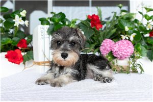 Julie - puppy for sale