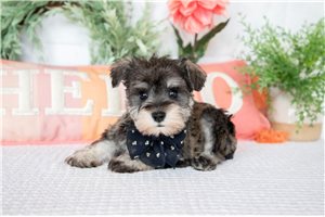 Adeline - puppy for sale