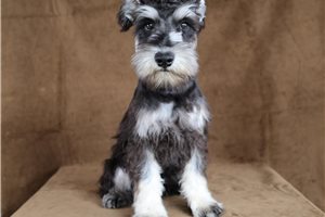 Una - puppy for sale