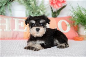 Abigail - puppy for sale