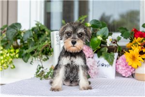 Julie - Schnauzer, Miniature for sale