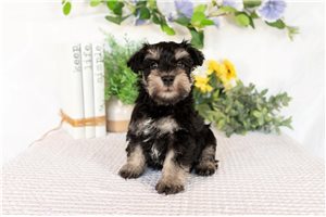 Mike - Schnauzer, Miniature for sale