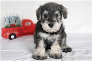 Dylan - puppy for sale