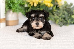 Jolly - Schnauzer, Miniature for sale