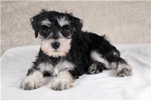 Alice - puppy for sale