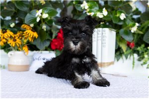 Stacey - Schnauzer, Miniature for sale