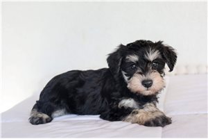 Ulysses - puppy for sale