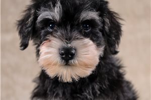 Archie - puppy for sale