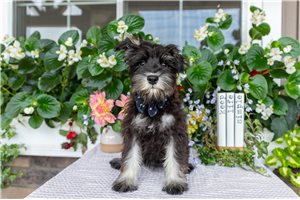 Stacey - Miniature Schnauzer for sale
