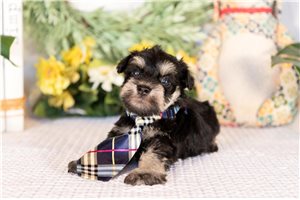 Mike - puppy for sale