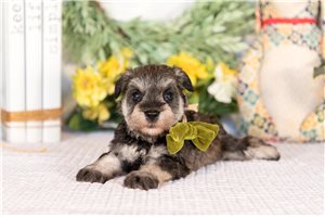 Mela - puppy for sale