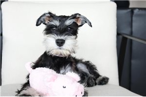 Zuzu - puppy for sale