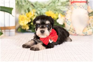 Jolly - Miniature Schnauzer for sale