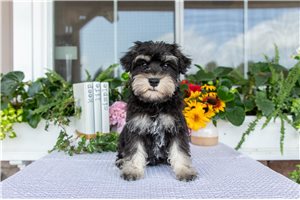 Mike - Schnauzer, Miniature for sale