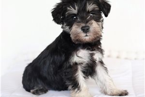 Umber - Schnauzer, Miniature for sale