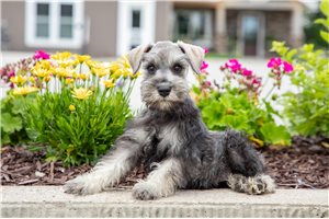 Kellie - puppy for sale