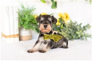 Julie - Schnauzer, Miniature for sale