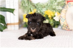 Stacey - Miniature Schnauzer for sale