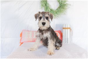 Kaiser - puppy for sale