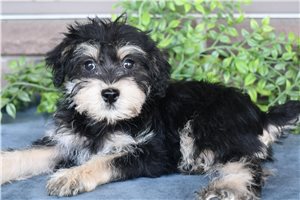Sydney - Schnoodle for sale