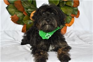 Nathan - Schnoodle for sale