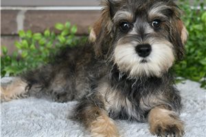 Sam - Schnoodle for sale