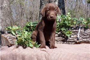 Riley - Labrador Retriever for sale