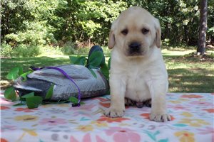 Captain - puppy for sale