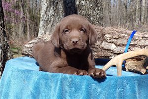 Rocky - Labrador Retriever for sale