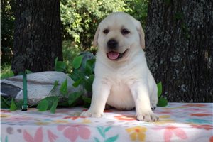 Comet - puppy for sale