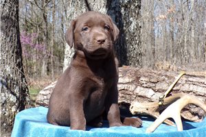 Cocoa - Labrador Retriever for sale