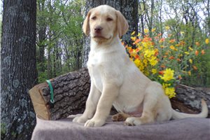 Blaze - Labrador Retriever for sale