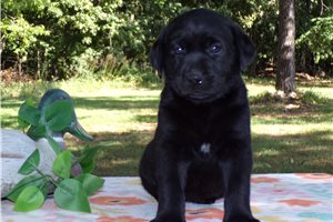 Carrie - puppy for sale